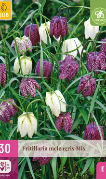 X 30 FRITILLARIA MELEAGRIS MIX 6/7