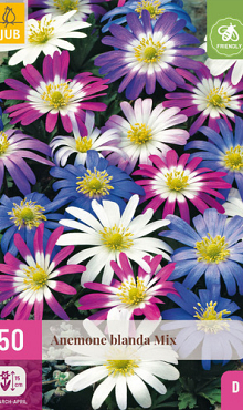 X 50 ANEMONE BLANDA MIX 4/5