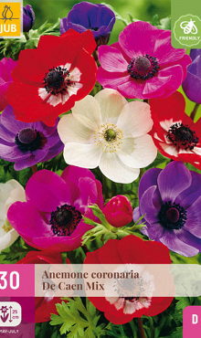 X 30 ANEMONE DE CAEN MIX   5/6