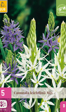 X   5 CAMASSIA LEICHTLINII MIX 12/14