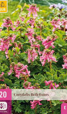 X 20 CORYDALIS BETH EVANS 6/+