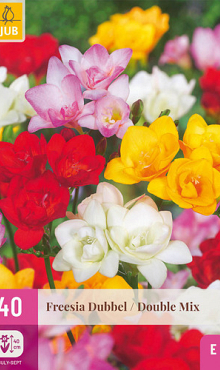 X 40 FREESIA DUBBEL MIX 5/+