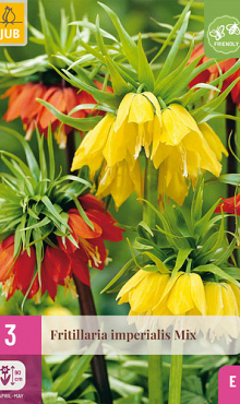 X   3 FRITILLARIA IMPERIALIS MIX 18/20