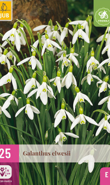 X 25 GALANTHUS ELWESII 5/6