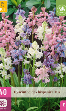 X 40 HYACINTHOIDES HISPANICA MIX 7/8