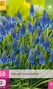 X 50 MUSCARI ARMENIACUM 8/9