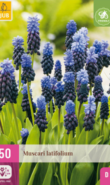 X 50 MUSCARI LATIFOLIUM 5/6
