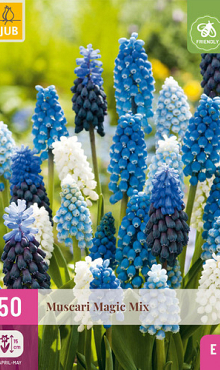 X 50 MUSCARI MAGIC MIX 7/8