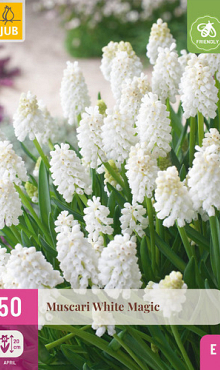 X 50 MUSCARI WHITE MAGIC 6/7
