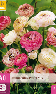X 40 RANUNCULUS PASTEL MIX  VJ-NJ 5/6