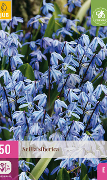 X 50 SCILLA SIBERICA 7/8