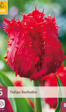 X   5 TULIPA BARBADOS 12/+