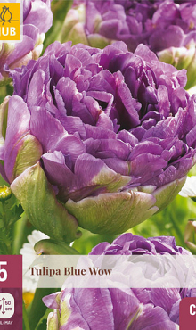 X   5 TULIPA BLUE WOW 12/+
