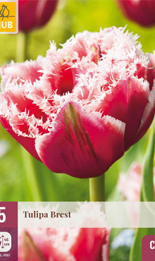 X   5 TULIPA BREST 12/+