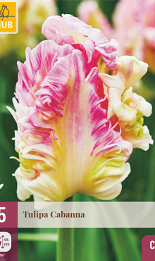 X   5 TULIPA CABANNA 12/+