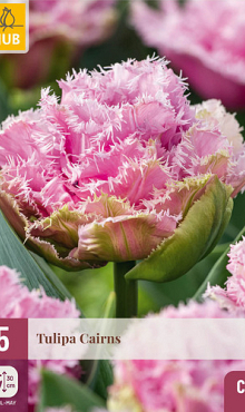 X   5 TULIPA CAIRNS 11/12