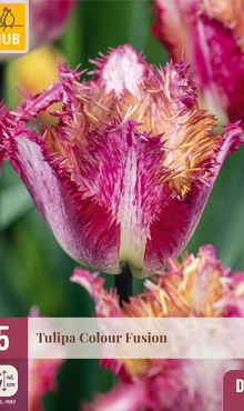 X   5 TULIPA COLOUR FUSION 12/+