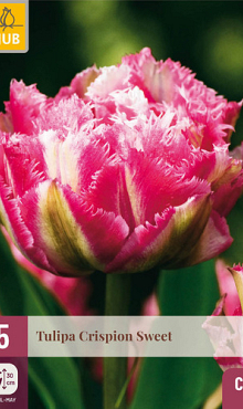 X   5 TULIPA CRISPION SWEET 12/+