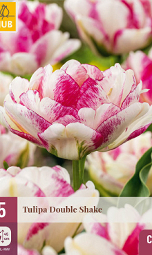 X   5 TULIPA DOUBLE SHAKE 11/12