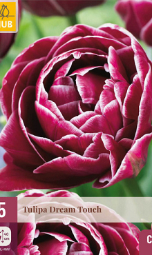 X   5 TULIPA DREAM TOUCH 11/12