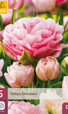 X   5 TULIPA DREAMER 11/12
