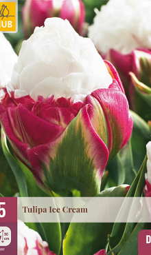 X   5 TULIPA ICE CREAM 11/12