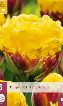 X   3 TULIPA ICE CREAM BANANA 11/12