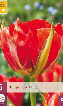 X   5 TULIPA LOVE VALLEY 11/12