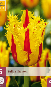 X   5 TULIPA PHANTOM 12/+