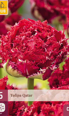X   5 TULIPA QATAR 12/+