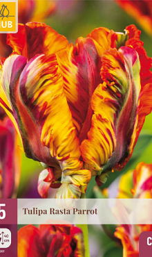 X   5 TULIPA RASTA PARROT 12/+