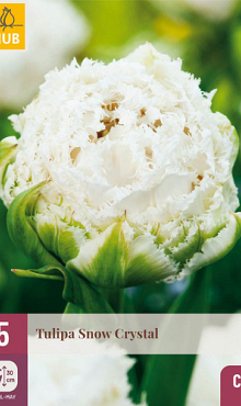 X   5 TULIPA SNOW CRYSTAL 11/12
