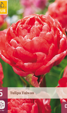 X   5 TULIPA TAIWAN 11/12