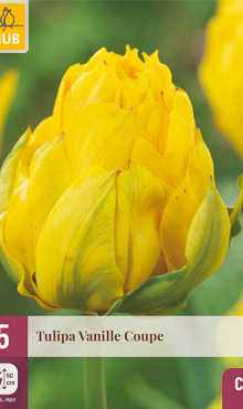 X   5 TULIPA VANILLE COUPE 12/+