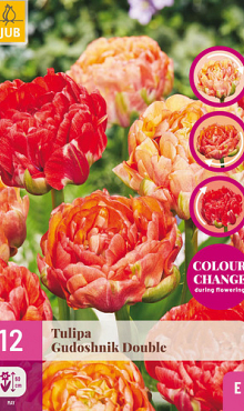 X 12 TULIPA GUDOSHNIK DOUBLE 11/12