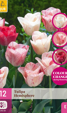 X 12 TULIPA HEMISPHERE 11/12