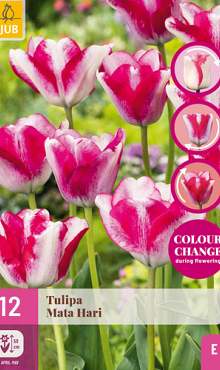 X 12 TULIPA MATA HARI 11/12