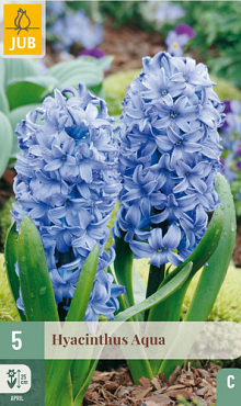 X   5 HYACINTHUS AQUA 15/16