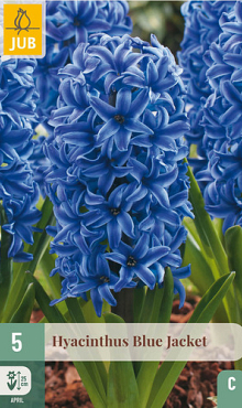 X   5 HYACINTHUS BLUE JACKET 15/16