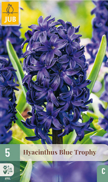 X   5 HYACINTHUS BLUE TROPHY 15/16