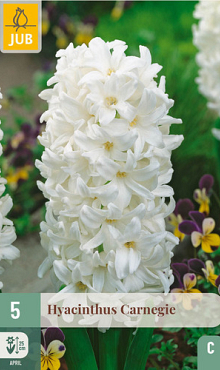 X   5 HYACINTHUS CARNEGIE 15/16