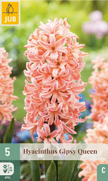 X   5 HYACINTHUS GIPSY QUEEN 15/16