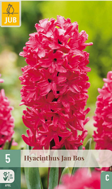 X   5 HYACINTHUS JAN BOS 15/16