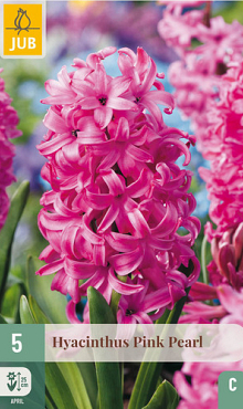 X   5 HYACINTHUS PINK PEARL 15/16