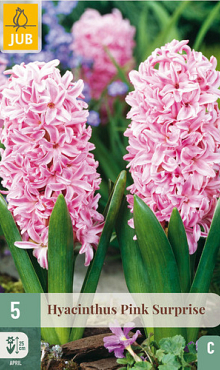 X   5 HYACINTHUS PINK SURPRISE 15/16