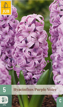 X   5 HYACINTHUS PURPLE VOICE 15/16