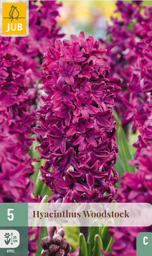 X   5 HYACINTHUS WOODSTOCK 15/16