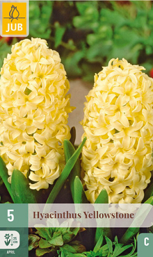 X   5 HYACINTHUS YELLOWSTONE 15/16