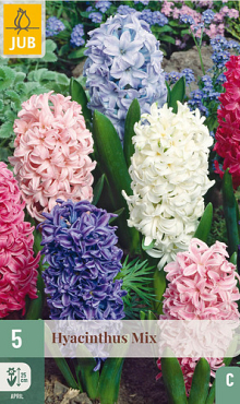 X   5 HYACINTHUS MIX 15/16