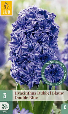 X   3 HYACINTHUS DUBBEL BLAUW 15/16